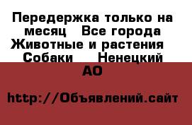 Передержка только на месяц - Все города Животные и растения » Собаки   . Ненецкий АО